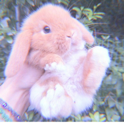 ✧