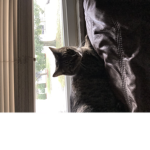 Cats and wolves forever