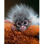 the monkeys of the world
