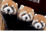 Animal fun zone group