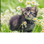 mis gatitos._