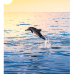Swifty cat dolphins