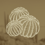 The Saguaro Army