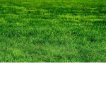 People Eat Grass