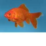 TALKING GOLDFISHES