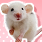 Lil Silly Mouse's cozy shelter