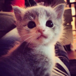 cattiess