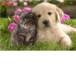 The Absolute Animal Lovers