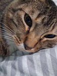 HorrorCat