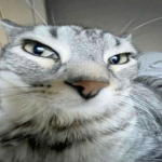 VCDHNKV
