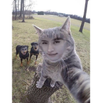Stray Kidss