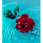 Artists In Bloom