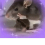ᴛʜᴇ ʀᴀᴛ ᴄᴜʟᴛ<3