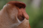 MomoMonkey