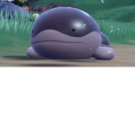 The Whale Warriors