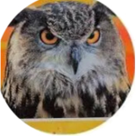 MaskedGamerowl official