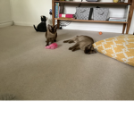 Fat Cat and Skinny Cat