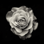DESIRE•
