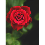 Rose petals rule!