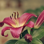 OliwiaBoliwia567 group