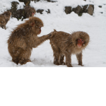 THE PUNK MONKEYS