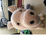 CULT OF PIGS!!!!!!