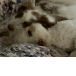 CUTEST DOGS IN THE WORLD