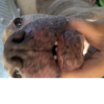 Dog c homie