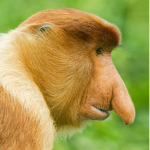 Monkey Dominators