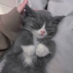 #kittensden