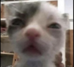 CAT, Group
