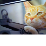 Kitties united army