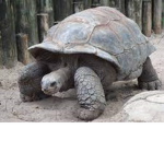 Tortoise :>