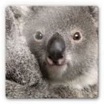 Koala Chillin