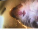 jit trippen