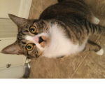 Catss are the best