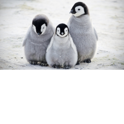 |The Penguin Army| NEW