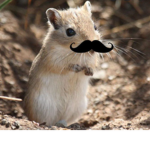 The Official Gerbil Group