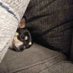 This dog is funny