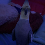 birb devs