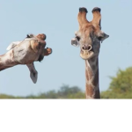 Giraffe only
