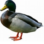 DUCKIE GANG!!!!!