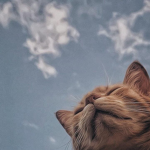 catxlove