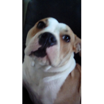 Group For People That Like Animals!