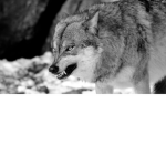 DA OFFICIAL WOLF GROUP