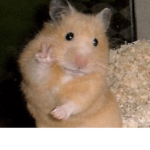 De Herres Hamsters