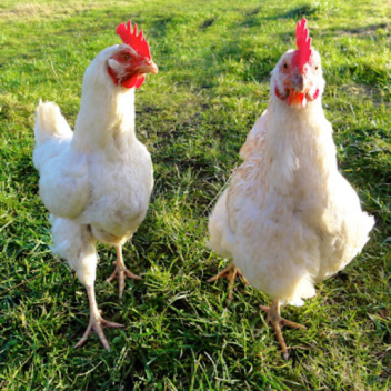 0 IQ 130 Bank Accounts