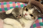 Cats and kitties will rule