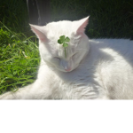 Dahhood hide and seekersere