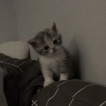 cutekawaiicutieness